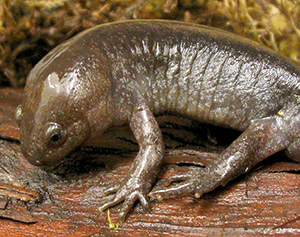 MacGowan Salamander