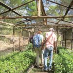 Sewanee students and Partners of Agriculture members monitor coffee tree saplings in their Haitian nursery. Photo by Charlotte Henderson