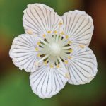 appalachian grass of parnassus