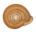 snail shell