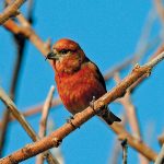 A Red Crossbill