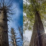 dead and thriving hemlocks