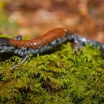 salamander