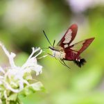 hummingbird clearwing moth