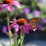 butterfly on echinacea