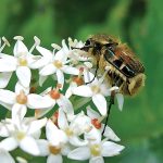 Hairy flower chafer beetle