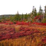 Bog_cranberry-glades