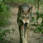 red wolf