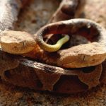 two-headed copperhead