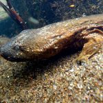 Eastern hellbender salamander