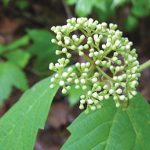 mapleleaf viburnum