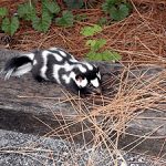 Eastern Spotted Skunk