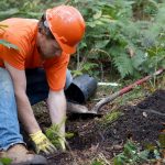 man planting spruce tree