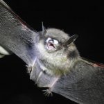 bat with white-nose syndrome