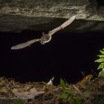 Virginia Big-Eared Bat