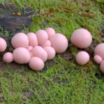 slime mold