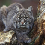 Bobcat