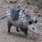 opossum