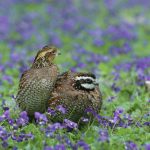 northern bobwhite quail