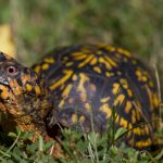 eastern box turtle