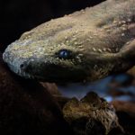 Hellbender head looking at the camera