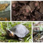 Roanoke Logperch; Indiana Bat; Bog Turtle; Small-whorled Pogonia