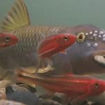 A gray and green fish carries a stone in its moth, surrounded by smaller red fish