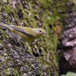 Tennessee Warbler