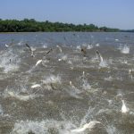 fish jump out of water