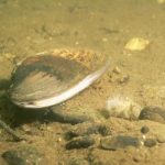 freshwater mussel