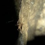 tiny light-brown spider on similarly colored rock