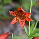 close-up photo of a single Gray's lily flower, with red petals speckled inside