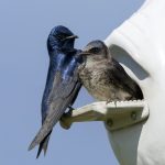 purple martins