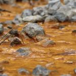 Orange water in a shallow stream