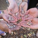 The University of North Georgia Appalachian Studies Center’s signature project, the Saving Appalachian Gardens and Stories, is a demonstration garden for heirloom seeds and an oral history collection. Photo courtesy Rosann Kent.