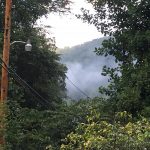 gray dust hovers between two trees