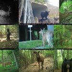 A series of photographs of various bear, deer and elk roaming in the wild.