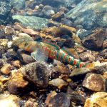 A brightly colored fish hovers over a sunlit, rocky creek bottom in clear, shallow water.water