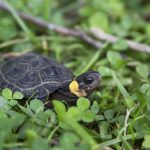 a dark bog turtle with yellow markings on its neck