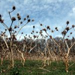 Dried stalks and seed pods stand out against trees and a blue sky mottled by clouds.