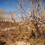 A man leans over to place a hand on a fallen tree trunk.