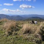 A couple sits atop the grassy summit of Max Patch, taking in the views under a beautiful blue sky dotted with white cumulous clouds.