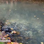 Autumn leaves dot the surface of a creek that seems to have a dark discoloration.