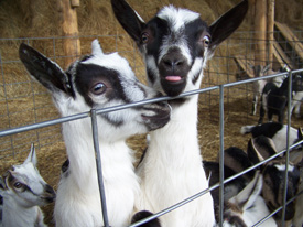 Young kids at play in their pen. Photo by Julie Johnson.